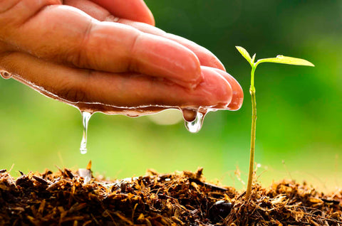 El futuro que nos espera: Cuidado del medio ambiente y pequeños cambios en la vida diaria